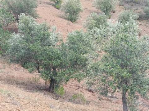 TERRENO RÚSTICO COM 5.640 M2 EM ALCARIAS GRANDES - CASTRO MARIM - ALGARVE