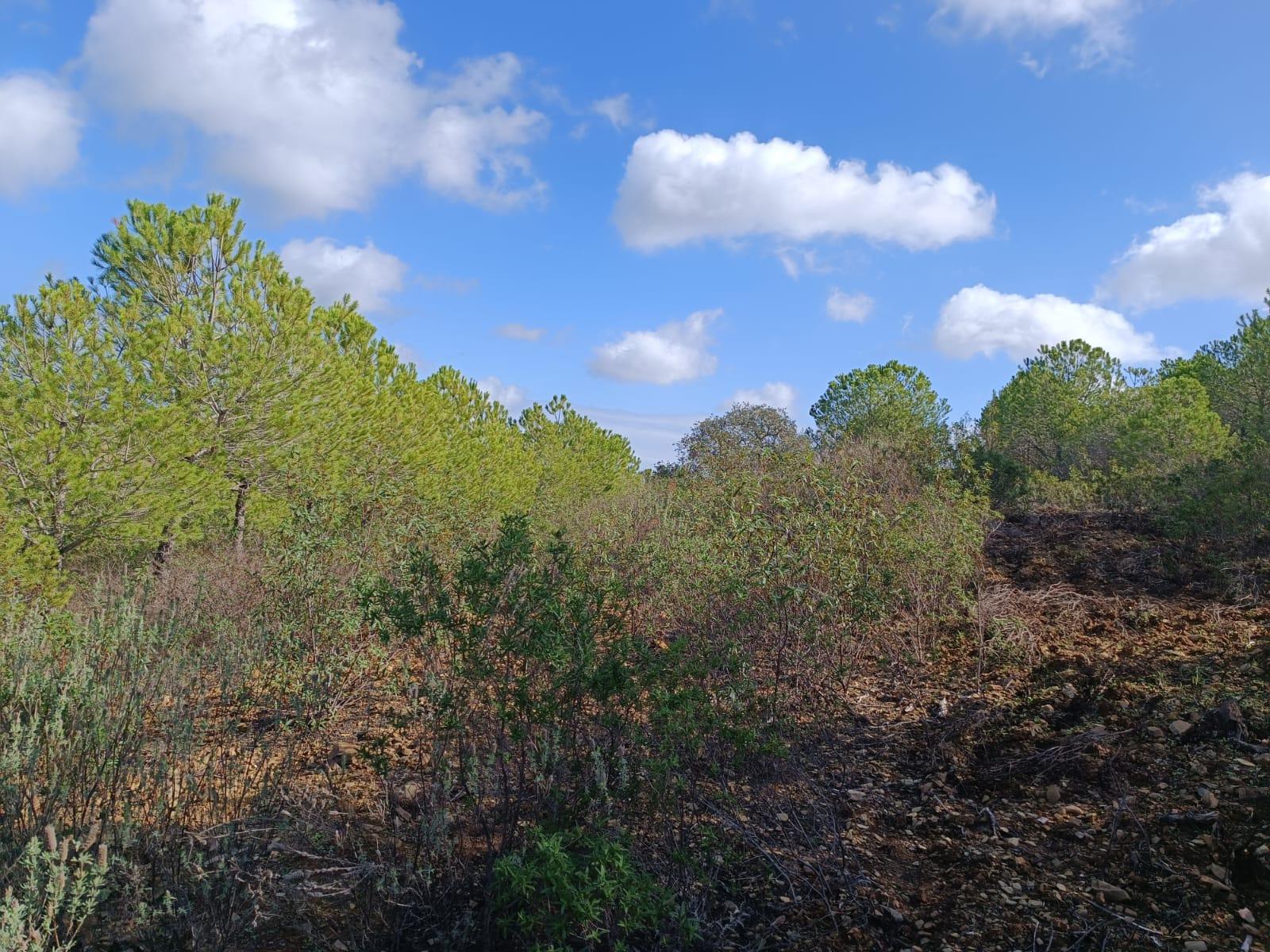 TERRENO RÚSTICO COM 13.120 M2 - TORNEIRO - ALCOUTIM - ALGARVE
