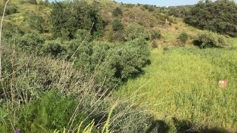 Terreno Rustico no Picarça
