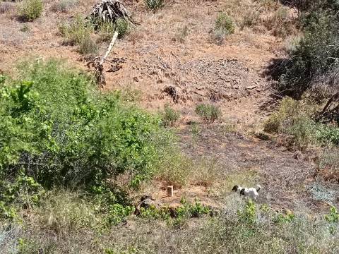 TERRENO COM 840 M2 - COM ÁRVORES - PRÓXIMO DA CORTE DO GAGO - CASTRO MARIM - ALGARVE