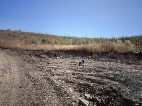 TERRENO COM 15.880 M2 - COM ÁGUA - COM POSSIBILIDADE DE CONSTRUÇÃO DE APOIO AGRICOLA - ALTURA - CASTRO MARIM - ALGARVE