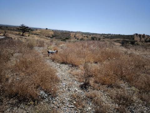 TERRENO COM 15.880 M2 - COM ÁGUA - COM POSSIBILIDADE DE CONSTRUÇÃO DE APOIO AGRICOLA - ALTURA - CASTRO MARIM - ALGARVE