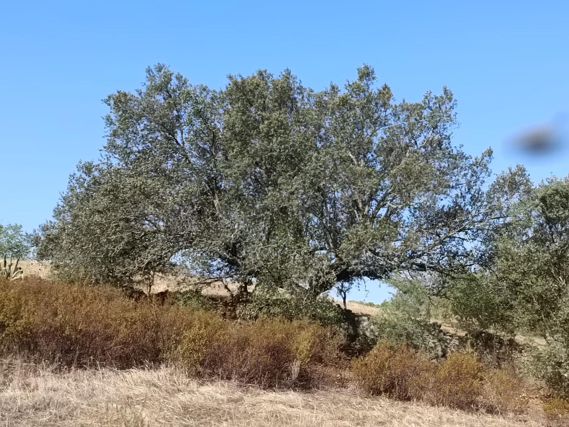 TERRENO COM 7.200 M2 - PRÓXIMO DA VILA ALDEIA - JUNTO AO CENTRO DO AZINHAL - CASTRO MARIM - ALGARVE