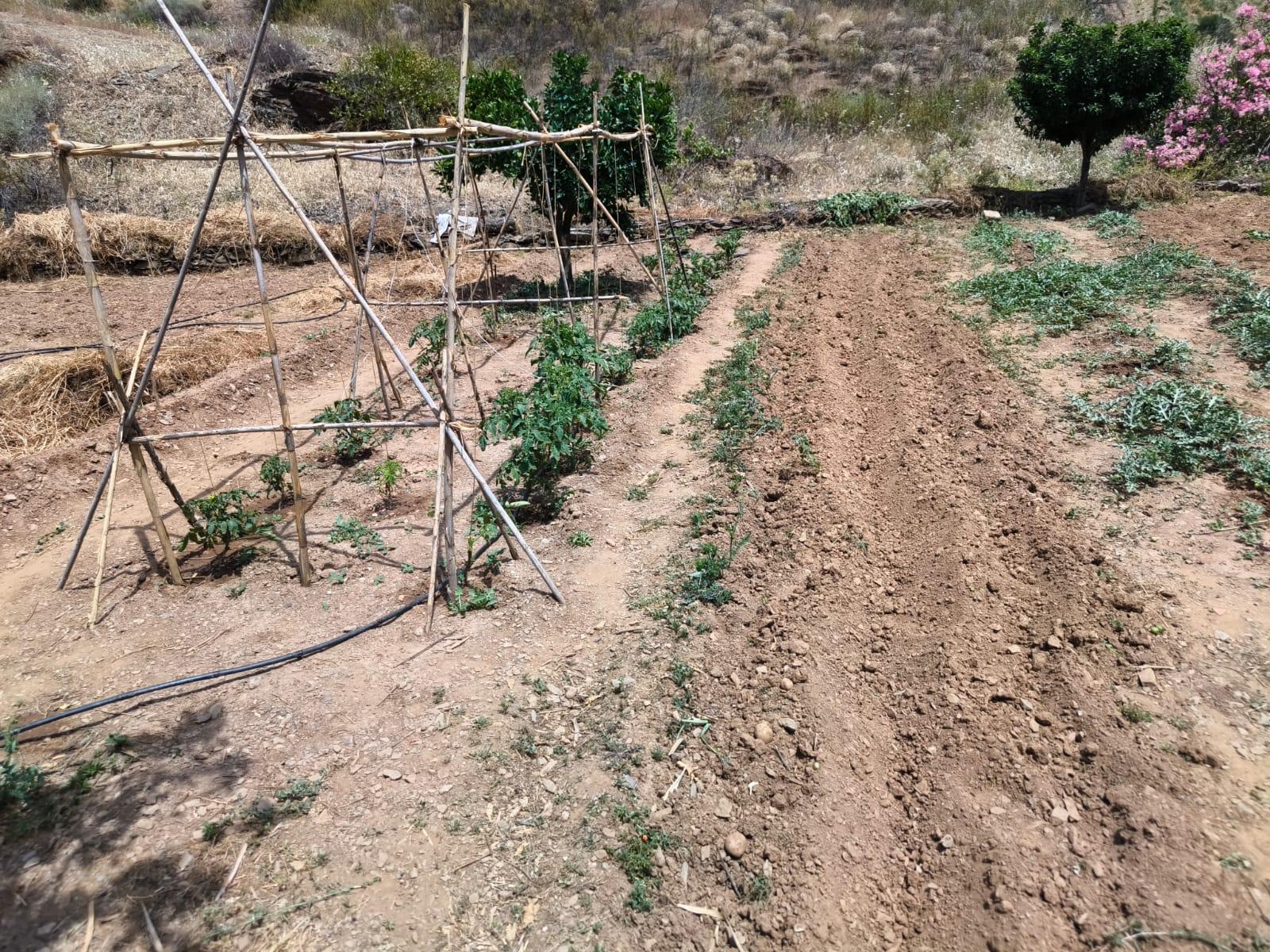 TERRENO COM 9.550 M2 - COM POÇO - NA CARRAPATEIRA EM TAVIRA - ALGARVE