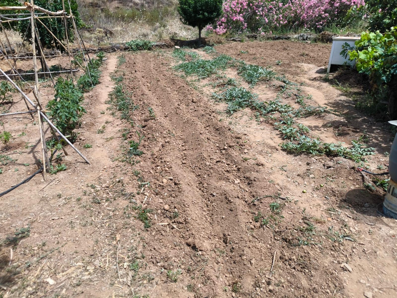 TERRENO COM 9.550 M2 - COM POÇO - NA CARRAPATEIRA EM TAVIRA - ALGARVE