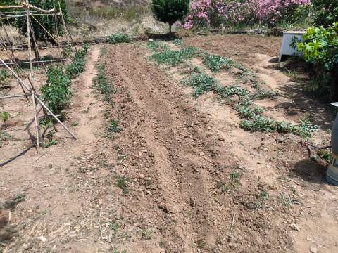 TERRENO COM 9.550 M2 - COM POÇO - NA CARRAPATEIRA EM TAVIRA - ALGARVE