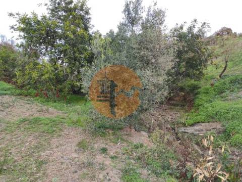 TERRENO COM 9.550 M2 - COM POÇO - NA CARRAPATEIRA EM TAVIRA - ALGARVE