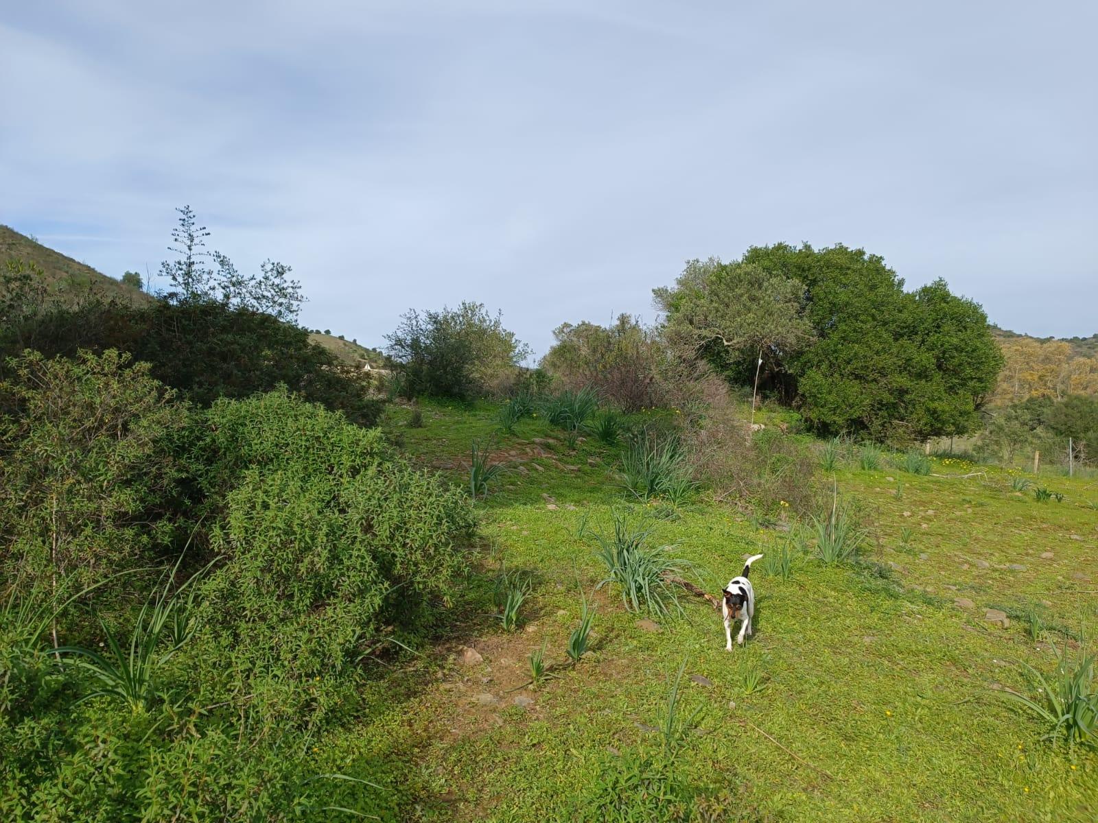TERRENO RUSTICO COM 1.520 M2 - JUNTO AO RIO GUADIANA - ALCOUTIM - ALGARVE