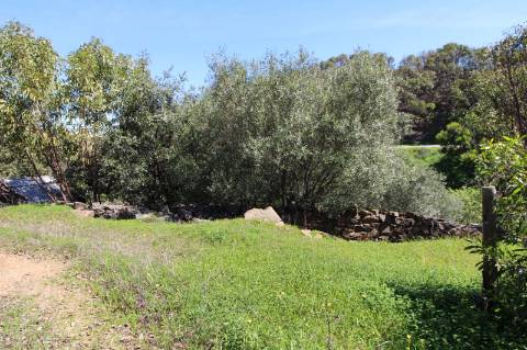 Terreno Misto com ruína zona da Conceição de Tavira,