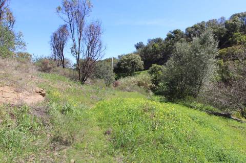 Terreno Misto com ruína zona da Conceição de Tavira,