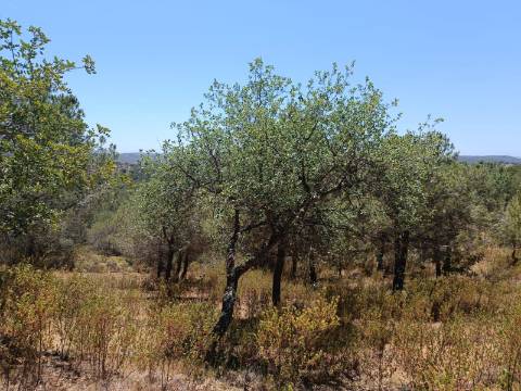 TERRENO RÚSTICO COM 5.160 M2 - PRÓXIMO A FOZ DE ODELEITE - ODELEITE - CASTRO MARIM - ALGARVE