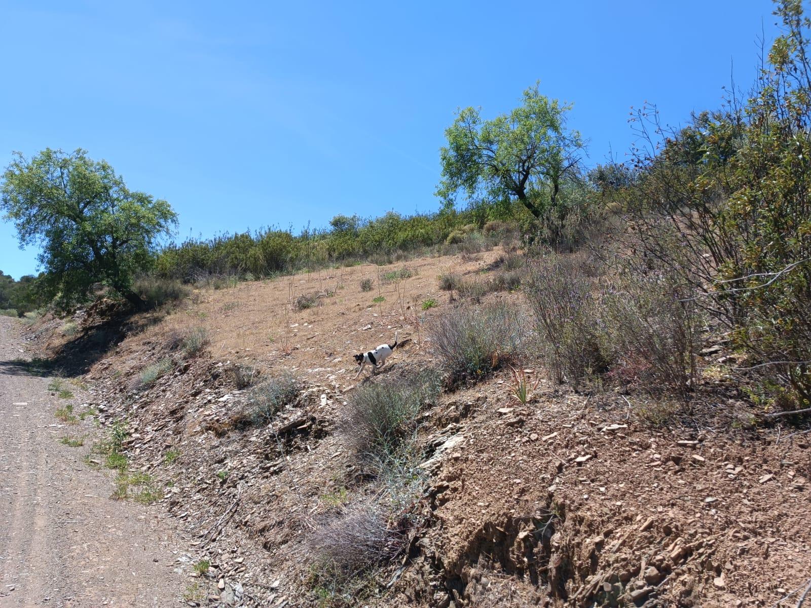 TERRENO COM 12.800 M2 - PRÓXIMO A CORTE DO GAGO EM CASTRO MARIM - ALGARVE