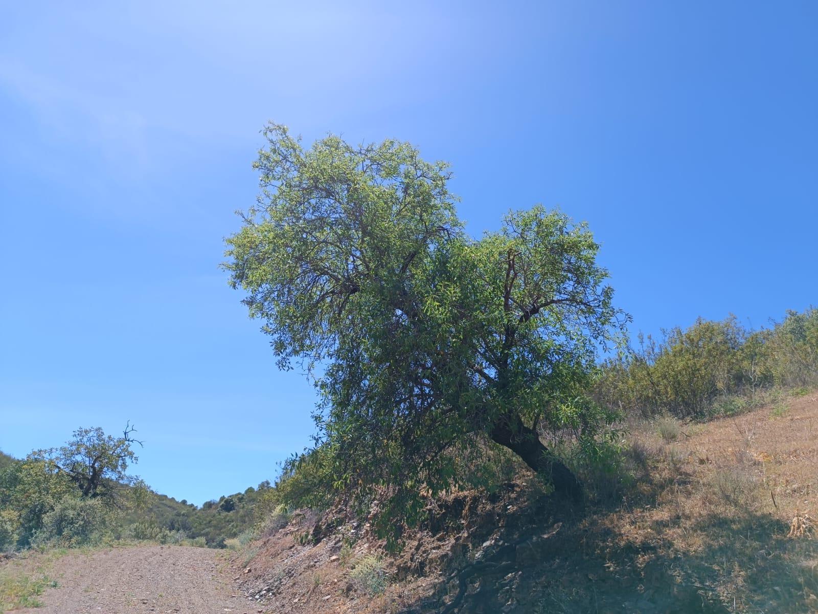 TERRENO COM 12.800 M2 - PRÓXIMO A CORTE DO GAGO EM CASTRO MARIM - ALGARVE