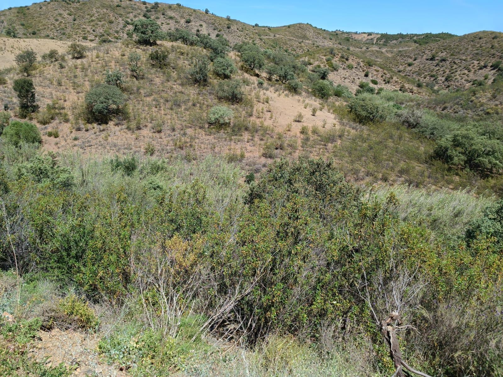 TERRENO COM 12.800 M2 - PRÓXIMO A CORTE DO GAGO EM CASTRO MARIM - ALGARVE