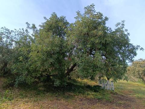 TERRENO RUSTICO COM 2.320 M2 - PLANO - ÁGUA - ELETRICIDADE - PISA BARRO - CASTRO MARIM - ALGARVE