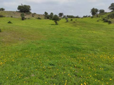 Terreno Rústico com 16.320 m² com árvores - Beliche - Castro Marim - Algarve
