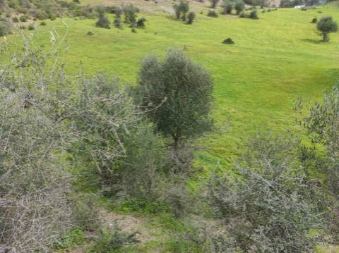 Terreno Rústico com 16.320 m² com árvores - Beliche - Castro Marim - Algarve