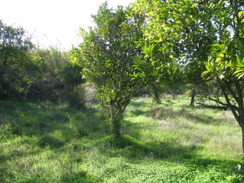 TERRENO RÚSTICO COM 1.180 M2 COM LARANJEIRAS - COM ÁGUA DE REGA - PRÓXIMO DA JUNQUEIRA EM CASTRO MARIM - ALGARVE