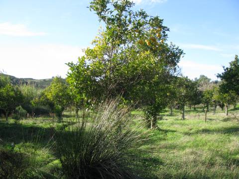 TERRENO RÚSTICO COM 1.180 M2 COM LARANJEIRAS - COM ÁGUA DE REGA - PRÓXIMO DA JUNQUEIRA EM CASTRO MARIM - ALGARVE