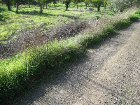 TERRENO RÚSTICO COM 1.180 M2 COM LARANJEIRAS - COM ÁGUA DE REGA - PRÓXIMO DA JUNQUEIRA EM CASTRO MARIM - ALGARVE