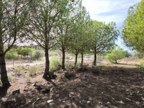 TERRENO COM 16.000 M2 - PLANO - ELETRICIDADE - TORNEIRO EM ALCOUTIM - ALGARVE