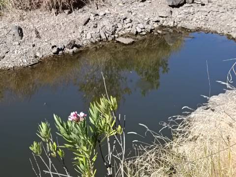 TERRENO COM 83.240 M2 - JUNTO A RIBEIRA DE ODELEITE - POSSIBILIDADE DE CONSTRUÇÃO HABITAÇÃO E TURISMO EM GALAXES - VAQUEIROS - ALCOUTIM