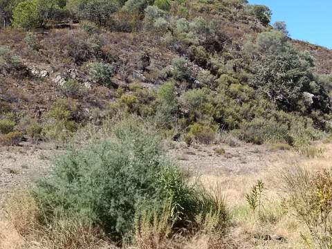 TERRENO COM 83.240 M2 - JUNTO A RIBEIRA DE ODELEITE - POSSIBILIDADE DE CONSTRUÇÃO HABITAÇÃO E TURISMO EM GALAXES - VAQUEIROS - ALCOUTIM