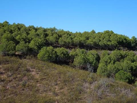 TERRENO COM 83.240 M2 - JUNTO A RIBEIRA DE ODELEITE - POSSIBILIDADE DE CONSTRUÇÃO HABITAÇÃO E TURISMO EM GALAXES - VAQUEIROS - ALCOUTIM