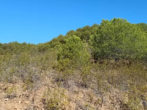 TERRENO COM 83.240 M2 - JUNTO A RIBEIRA DE ODELEITE - POSSIBILIDADE DE CONSTRUÇÃO HABITAÇÃO E TURISMO EM GALAXES - VAQUEIROS - ALCOUTIM