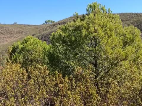TERRENO COM 83.240 M2 - JUNTO A RIBEIRA DE ODELEITE - POSSIBILIDADE DE CONSTRUÇÃO HABITAÇÃO E TURISMO EM GALAXES - VAQUEIROS - ALCOUTIM