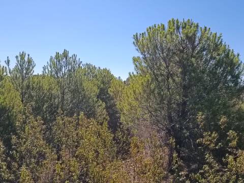 TERRENO COM 83.240 M2 - JUNTO A RIBEIRA DE ODELEITE - POSSIBILIDADE DE CONSTRUÇÃO HABITAÇÃO E TURISMO EM GALAXES - VAQUEIROS - ALCOUTIM