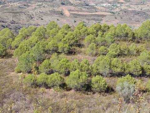 TERRENO COM 83.240 M2 - JUNTO A RIBEIRA DE ODELEITE - POSSIBILIDADE DE CONSTRUÇÃO HABITAÇÃO E TURISMO EM GALAXES - VAQUEIROS - ALCOUTIM