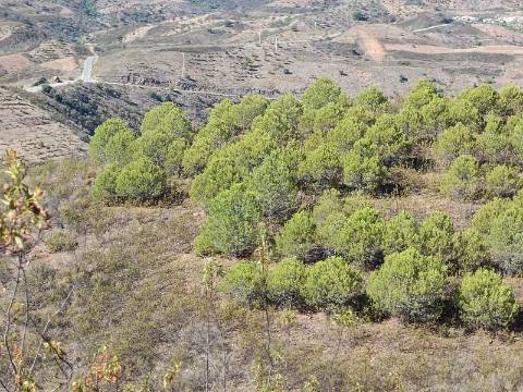 TERRENO COM 83.240 M2 - JUNTO A RIBEIRA DE ODELEITE - POSSIBILIDADE DE CONSTRUÇÃO HABITAÇÃO E TURISMO EM GALAXES - VAQUEIROS - ALCOUTIM