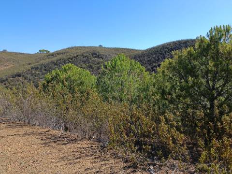 TERRENO COM 83.240 M2 - JUNTO A RIBEIRA DE ODELEITE - POSSIBILIDADE DE CONSTRUÇÃO HABITAÇÃO E TURISMO EM GALAXES - VAQUEIROS - ALCOUTIM