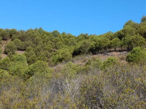 TERRENO COM 83.240 M2 - JUNTO A RIBEIRA DE ODELEITE - POSSIBILIDADE DE CONSTRUÇÃO HABITAÇÃO E TURISMO EM GALAXES - VAQUEIROS - ALCOUTIM