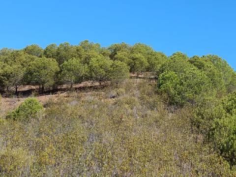TERRENO COM 83.240 M2 - JUNTO A RIBEIRA DE ODELEITE - POSSIBILIDADE DE CONSTRUÇÃO HABITAÇÃO E TURISMO EM GALAXES - VAQUEIROS - ALCOUTIM