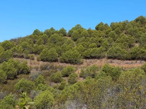 TERRENO COM 83.240 M2 - JUNTO A RIBEIRA DE ODELEITE - POSSIBILIDADE DE CONSTRUÇÃO HABITAÇÃO E TURISMO EM GALAXES - VAQUEIROS - ALCOUTIM