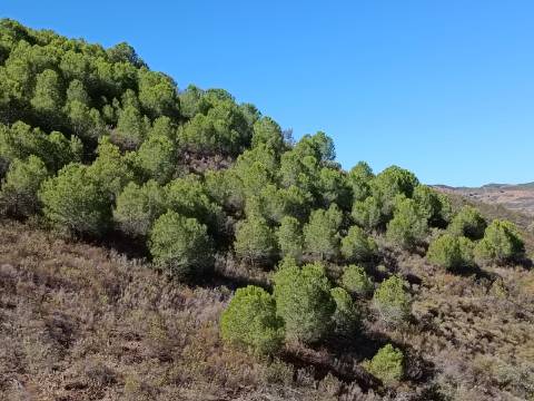 TERRENO COM 83.240 M2 - JUNTO A RIBEIRA DE ODELEITE - POSSIBILIDADE DE CONSTRUÇÃO HABITAÇÃO E TURISMO EM GALAXES - VAQUEIROS - ALCOUTIM