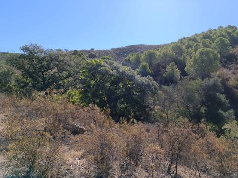 TERRENO COM 83.240 M2 - JUNTO A RIBEIRA DE ODELEITE - POSSIBILIDADE DE CONSTRUÇÃO HABITAÇÃO E TURISMO EM GALAXES - VAQUEIROS - ALCOUTIM