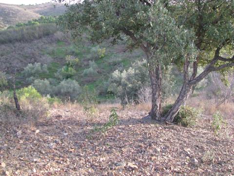 TERRENO RÚSTICO COM 3.520 M2 - CORTE DO GAGO - AZINHAL - CASTRO MARIM - ALGARVE