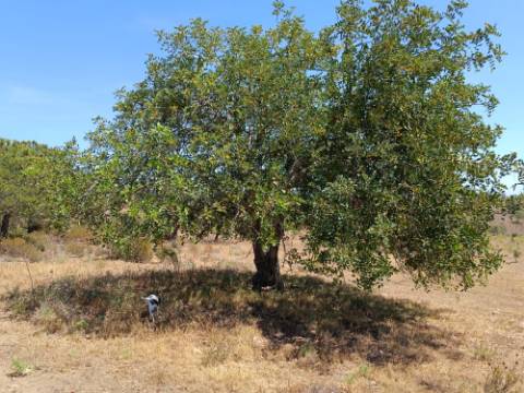 TERRENO RUSTICO COM 12.200 M2 - AGUA E LUZ - PRÓXIMO A FOZ DE ODELEITE - ODELEITE - CASTRO MARIM - ALGARVE