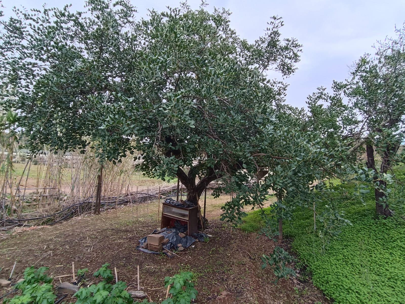 TERRENO COM 35.120 M2 - POÇO - ÁGUA - COM POSSIBILIDADE DE CONSTRUIR UM ARMAZÉM - CORTE DO GAGO - CASTRO MARIM - ALGARVE