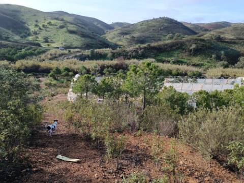 TERRENO COM 23.440 M2 - COM ESTUFAS - LINHA D'AGUA - TANOEIRO - CASTRO MARIM - ALGARVE