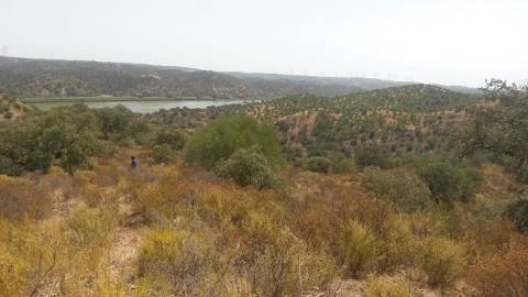 Terreno Rústico com 17.400 m2 vista rio Guadiana no Álamo