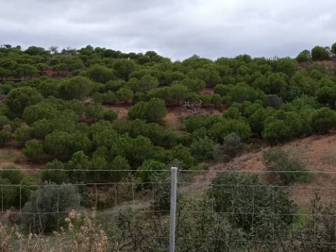 TERRENO COM 11.360 M2 - COM POÇO - SISTEMA SOLAR INTEGRADO - REGA - ALCARIAS GRANDES - AZINHAL - CASTRO MARIM - ALGARVE
