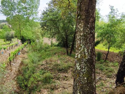 Terreno Rustico com Vinha, Floresta e Olival para venda em Castelos