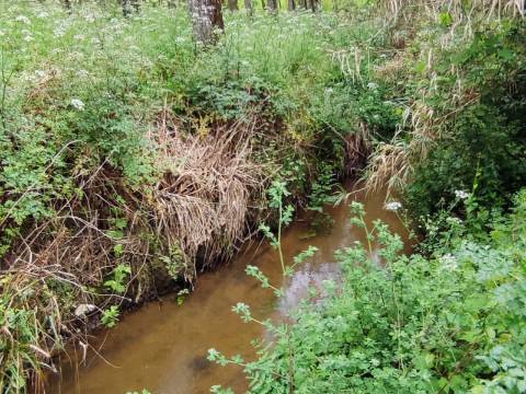 Terreno Rustico com Vinha, Floresta e Olival para venda em Castelos