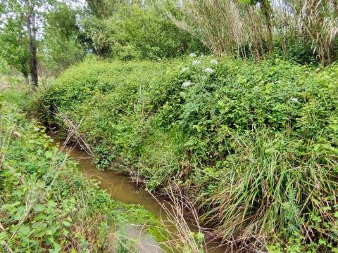 Terreno Rustico com Vinha, Floresta e Olival para venda em Castelos