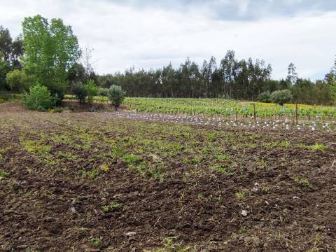 Terreno Rustico com Vinha, Floresta e Olival para venda em Castelos