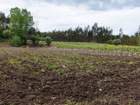 Terreno Rustico com Vinha, Floresta e Olival para venda em Castelos
